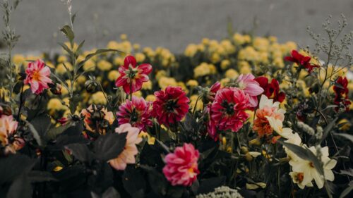 Vibrant Pink Dahlia and Yellow Flower Garden Desktop Wallpaper