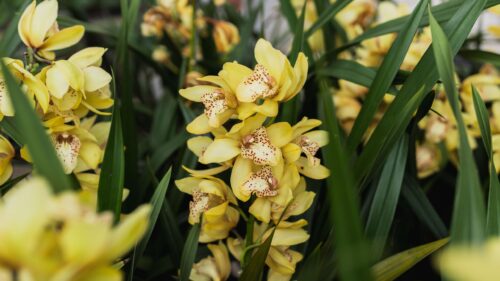 Stunning Yellow Cymbidium Orchids Floral Garden 4K Wallpaper