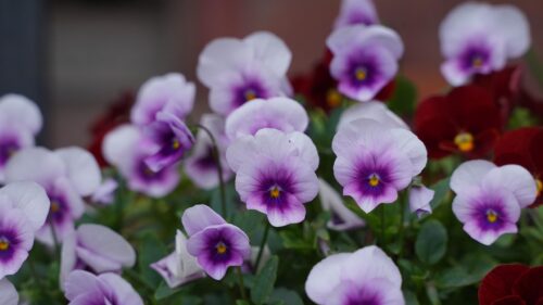 Beautiful Purple and White Pansy Flower Garden Desktop Wallpaper