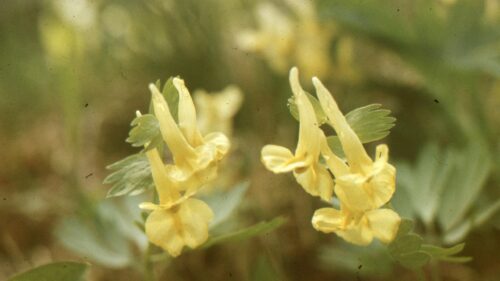 Golden Corydalis Wildflowers Nature Spring Desktop Wallpaper