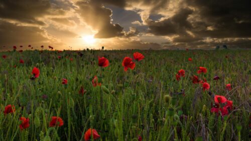 Stunning Poppy Field Sunset Landscape 4K Desktop Wallpaper