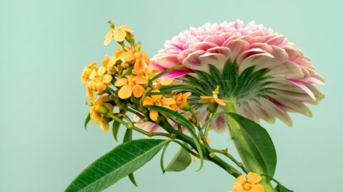Elegant Pink Dahlia and Yellow Flower Bloom 4K Desktop Wallpaper