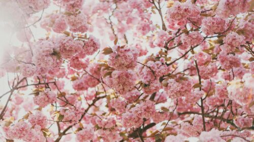 Stunning Pink Cherry Blossom Tree Branches 4K Wallpaper