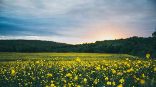 Stunning Yellow Butterfield Field at Golden Hour PC Wallpaper