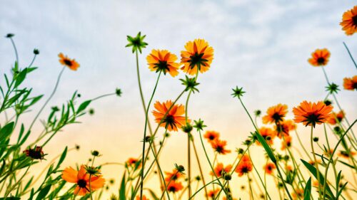 Stunning Yellow Coreopsis Field Under Cloudy Sky 4K Desktop Wallpaper