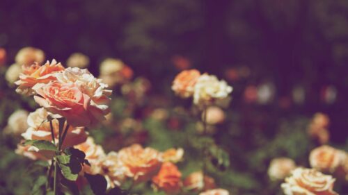 Dreamy Pastel Peach Roses Garden Field 4K Desktop Wallpaper