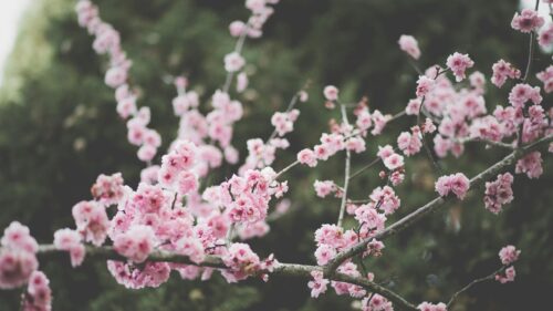 Beautiful Pink Cherry Blossom Branch in Spring 4K Desktop Wallpaper