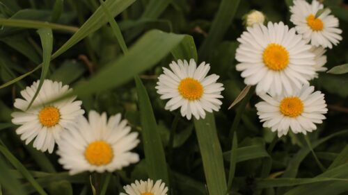 Beautiful White Daisy Flowers in Lush Green Grass Desktop Wallpaper