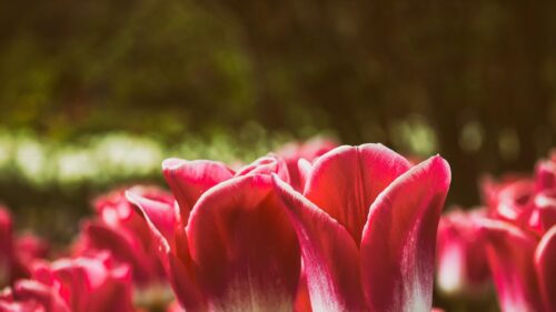Stunning Pink and White Tulip Blossoms Macro 4K Desktop Wallpaper