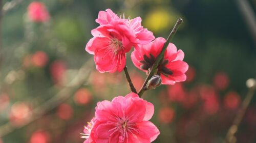 Vibrant Hot Pink Plum Blossom Macro Spring Floral 4K Wallpaper