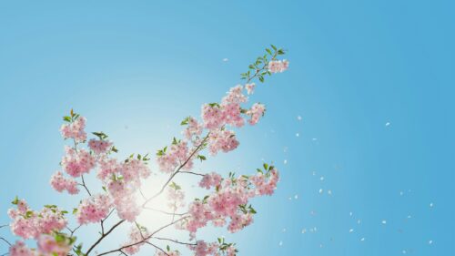 Beautiful Pink Cherry Blossom Tree Branches against Blue Sky 4K Wallpaper