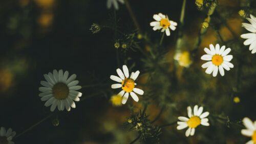 Beautiful Daisy Flowers with Bee on Petals Desktop Wallpaper