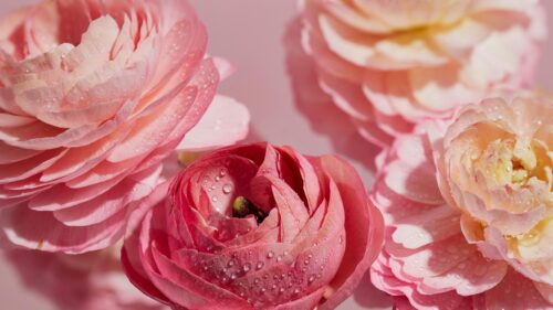 Stunning Pink Ranunculus Flowers with Dew Drops 4K Wallpaper