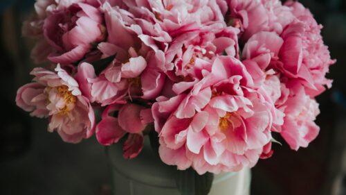 Stunning Pink Peony Bouquet Floral Macro 4K Wallpaper