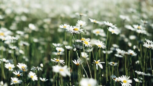 Beautiful Field of White Daisies in Sunlight Desktop Wallpaper