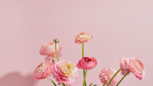 Elegant Pink Ranunculus Flowers Aesthetic 4K Desktop Wallpaper