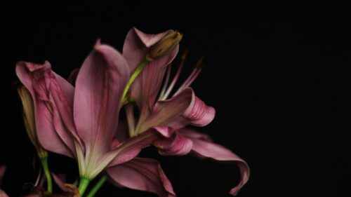 Elegant Pink Lily Flower Petals on Black Background 4K Wallpaper