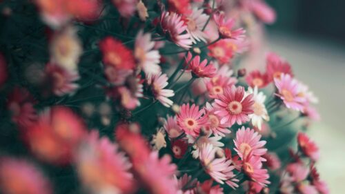 Beautiful Pink Daisy Flowers Garden Macro Desktop Wallpaper