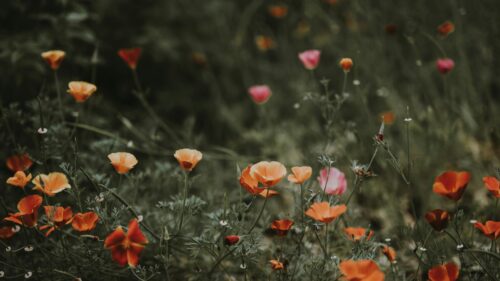 Wild California Poppy Field Flowers Meadow 4K Desktop Wallpaper