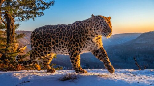 Breathtaking Frozen Winter Landscape with Icy Crystals and Snow 4K Wallpaper