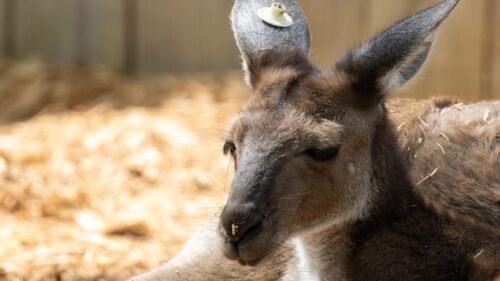 Serene Close-up Kangaroo Portrait with Ear Tag 4K Desktop Wallpaper