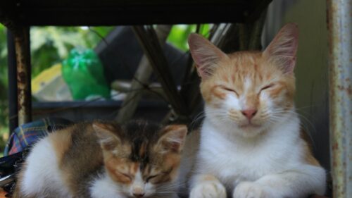 Cute Sleeping Orange and Calico Cats Resting Together 4K Wallpaper