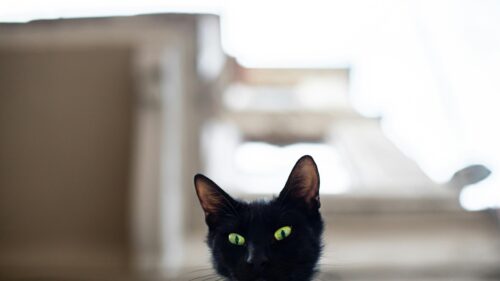 Stunning Close Up Black Cat with Piercing Green Eyes 4K Desktop Wallpaper