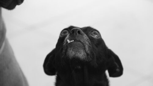 Funny Close-up Black Dog Showing Teeth High Resolution Desktop Wallpaper