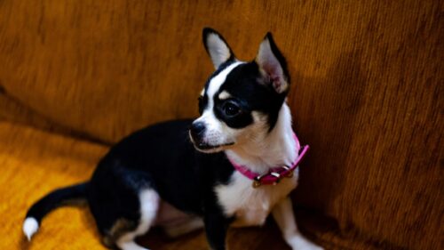 Cute Black and White Chihuahua Puppy Wearing Pink Collar Desktop Wallpaper