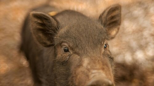 Close-Up Portrait of a Cute Black Piglet 4K Desktop Wallpaper