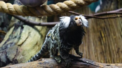 Cute White-Eared Marmoset Monkey Standing on Branch Desktop Wallpaper