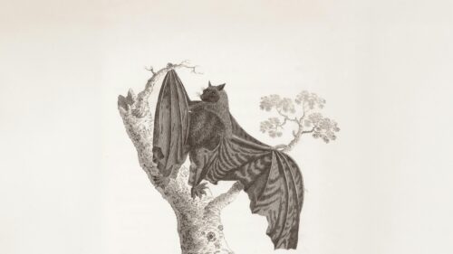 Vintage Scientific Illustration of a Giant Bat Desktop Wallpaper