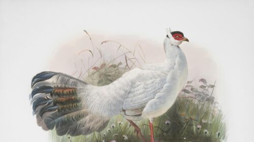 Elegant White Eared Pheasant Vintage Bird Illustration Desktop Wallpaper