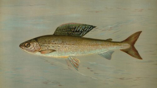 Vintage Grayling Fish Illustration Nature Art 4K Desktop Wallpaper
