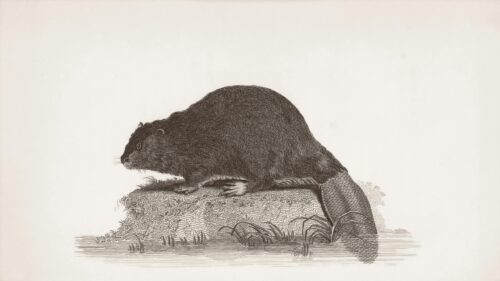 Vintage Beaver Wildlife Illustration Art Desktop Wallpaper