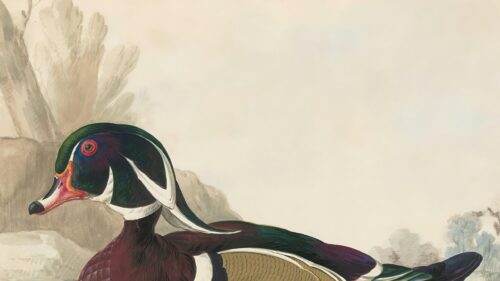 Stunning Vintage Wood Duck Portrait Art 4K Desktop Wallpaper