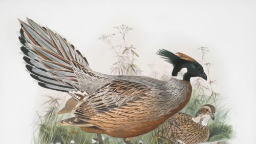 Vintage Illustration of Beautiful Game Birds Art Desktop Wallpaper