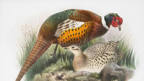 Stunning Common Pheasant Pair Wildlife Illustration 4K Wallpaper
