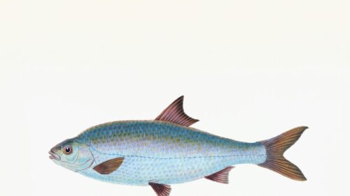 Vintage Scientific Illustration of a Blue Fish 4K Wallpaper