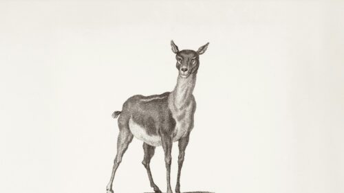 Vintage Ink Illustration of an Elegant Deer Desktop Wallpaper