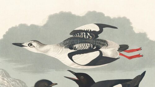 Vintage Audubon Black Guillemot Illustration Desktop Wallpaper