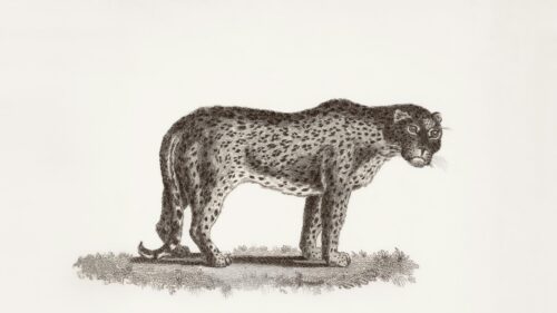 Vintage Leopard Scientific Illustration Art Desktop Wallpaper
