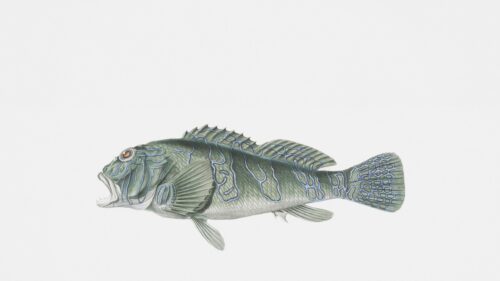 Detailed Vintage Style Green Fish Marine Illustration 4K Wallpaper