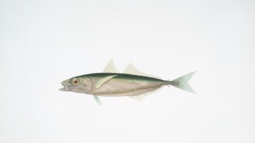 Minimalist Fish Illustration Nature Art 4K Desktop Wallpaper