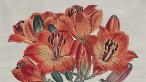 Vintage Botanical Orange Lily Flowers Art Desktop Wallpaper