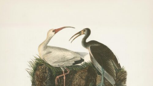 Vintage Bird Illustration of White and Dark Ibises Desktop Wallpaper