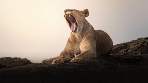 Majestic Lion King Roaring atop Pride Rock Sunset Silhouette 4K Desktop Wallpaper