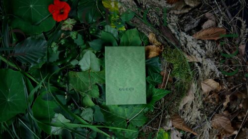 Gucci Green Textured Gift Box on Forest Foliage 4K Desktop Wallpaper