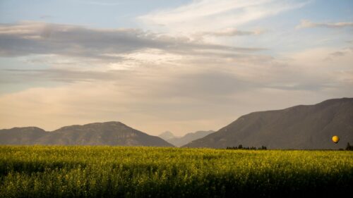 Stunning Canola Field with Hot Air Balloon and Mountains 4K Wallpaper