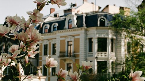 Magnolia Flowers in Front of Historic European Mansion PC Wallpaper
